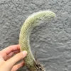 Monkey Tail Cactus Live Succulent 6-8" Bareroot Hildewintera Colademonois Rare Cactus