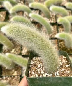 Monkey Tail Cactus Live Succulent 6-8" Bareroot Hildewintera Colademonois Rare Cactus
