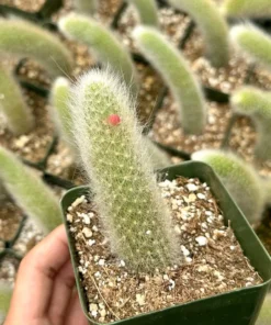 Monkey Tail Cactus Live Succulent 6-8