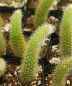 Monkey Tail Cactus Live Succulent 6-8