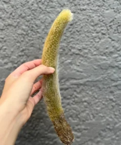 Monkey Tail Cactus Live Succulent 6-8