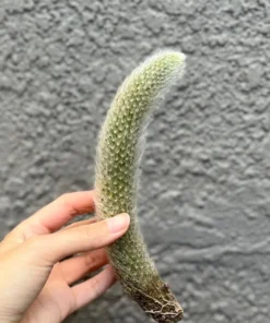 Monkey Tail Cactus Live Succulent 6-8