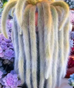 Monkey Tail Cactus Live Succulent 6-8