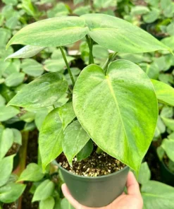 Monstera Deliciosa Swiss Cheese Plant 4" & 6" Pot Live Houseplant Tropical