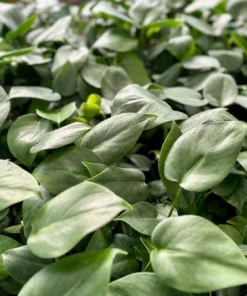 Monstera Deliciosa Swiss Cheese Plant 4