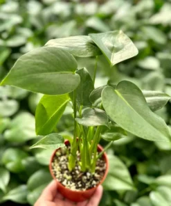 Monstera Deliciosa Swiss Cheese Plant 4