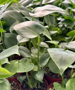 Monstera Deliciosa Swiss Cheese Plant 4