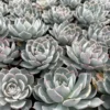 Morning Beauty Echeveria Subsessilis, Rosette Succulent, 2 inch 4 inch pot