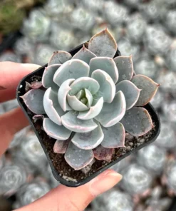 Morning Beauty Echeveria Subsessilis, Rosette Succulent, 2 inch 4 inch pot
