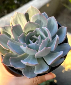 Morning Beauty Echeveria Subsessilis, Rosette Succulent, 2 inch 4 inch pot