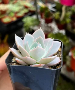 Morning Beauty Echeveria Subsessilis, Rosette Succulent, 2 inch 4 inch pot