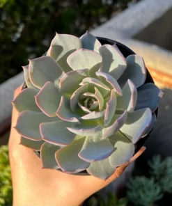 Morning Beauty Echeveria Subsessilis, Rosette Succulent, 2 inch 4 inch pot