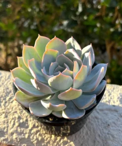 Morning Beauty Echeveria Subsessilis, Rosette Succulent, 2 inch 4 inch pot