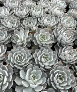 Morning Beauty Echeveria Subsessilis, Rosette Succulent, 2 inch 4 inch pot