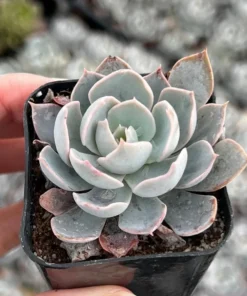 Morning Beauty Echeveria Subsessilis, Rosette Succulent, 2 inch 4 inch pot