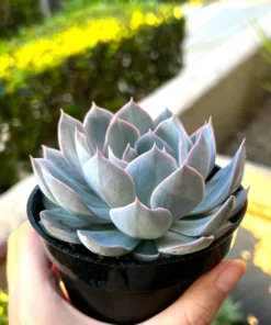Morning Beauty Echeveria Subsessilis, Rosette Succulent, 2 inch 4 inch pot