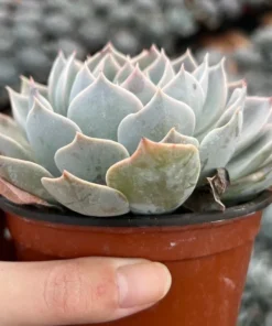 Morning Beauty Echeveria Subsessilis, Rosette Succulent, 2 inch 4 inch pot