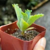 Mother of Thousands, Kalanchoe Succulent, Small Plant in 2”, 4”pot