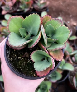 Mother of Thousands, Kalanchoe Succulent, Small Plant in 2”, 4”pot