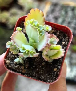 Mother of Thousands, Kalanchoe Succulent, Small Plant in 2”, 4”pot
