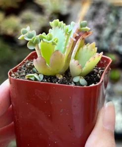 Mother of Thousands, Kalanchoe Succulent, Small Plant in 2”, 4”pot