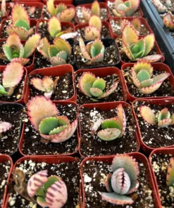 Mother of Thousands, Kalanchoe Succulent, Small Plant in 2”, 4”pot