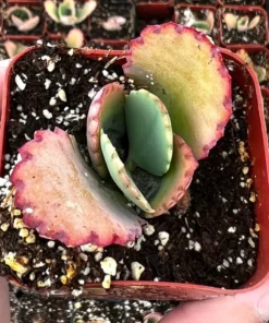 Mother of Thousands, Kalanchoe Succulent, Small Plant in 2”, 4”pot