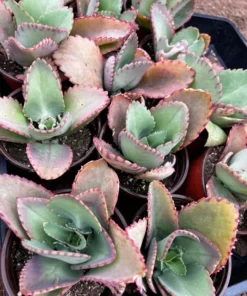 Mother of Thousands, Kalanchoe Succulent, Small Plant in 2”, 4”pot