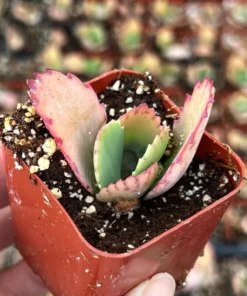 Mother of Thousands, Kalanchoe Succulent, Small Plant in 2”, 4”pot