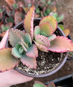 Mother of Thousands, Kalanchoe Succulent, Small Plant in 2”, 4”pot