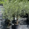 OLIVE TREE 2 gallon 3 feet tall.
