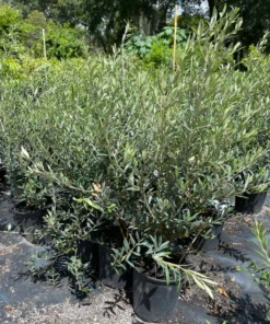 OLIVE TREE 2 gallon 3 feet tall.