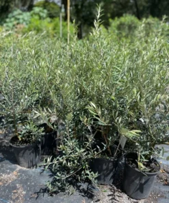 OLIVE TREE 2 gallon 3 feet tall.