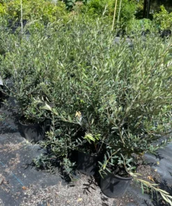 OLIVE TREE 2 gallon 3 feet tall.