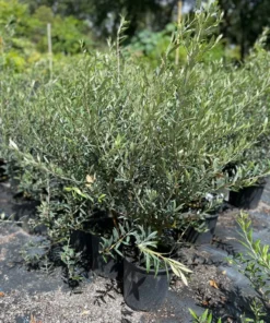 OLIVE TREE 2 gallon 3 feet tall.