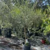 OLIVE TREE 3-4 feet tall