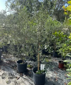 OLIVE TREE 3-4 feet tall