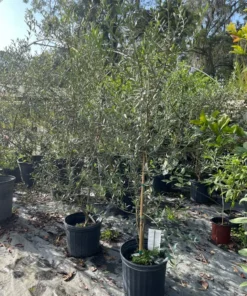 OLIVE TREE 3-4 feet tall
