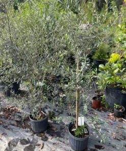 OLIVE TREE 3-4 feet tall