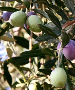 OLIVE TREE 3-4 feet tall