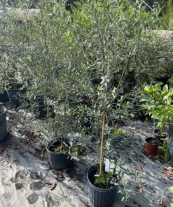 OLIVE TREE 3-4 feet tall