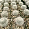 Old Lady Cactus, Mammillaria Hahniana, Hairy Cactus, Live Plant in 3.5" pot
