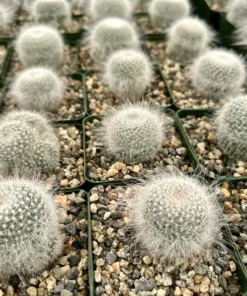 Old Lady Cactus, Mammillaria Hahniana, Hairy Cactus, Live Plant in 3.5" pot