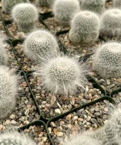 Old Lady Cactus, Mammillaria Hahniana, Hairy Cactus, Live Plant in 3.5" pot