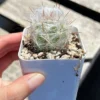 Old Man of the Andes Cactus Live Plant 3/4/6 inch Pot Oreocereus Trollii