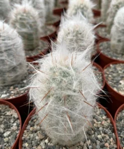 Old Man of the Andes Cactus Live Plant 3/4/6 inch Pot Oreocereus Trollii