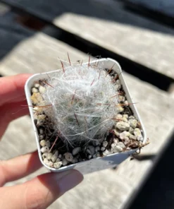 Old Man of the Andes Cactus Live Plant 3/4/6 inch Pot Oreocereus Trollii