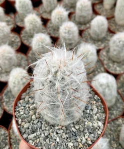 Old Man of the Andes Cactus Live Plant 3/4/6 inch Pot Oreocereus Trollii