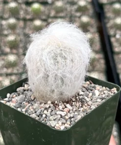 Old Man of the Andes Cactus Live Plant 3/4/6 inch Pot Oreocereus Trollii