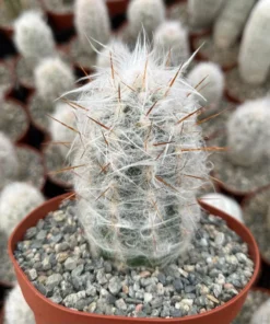 Old Man of the Andes Cactus Live Plant 3/4/6 inch Pot Oreocereus Trollii